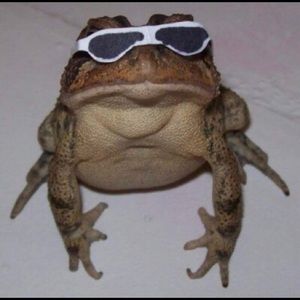 Meet your Posher, Hazel